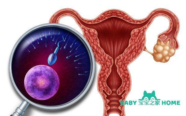摄图网_300848150_人类生殖系统子宫的横截,受孕受精过程中,用放大镜近距离观察卵子精子细胞,女男生育的医学象征（企业商用）.jpg
