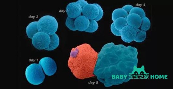 胚胎分裂示意图