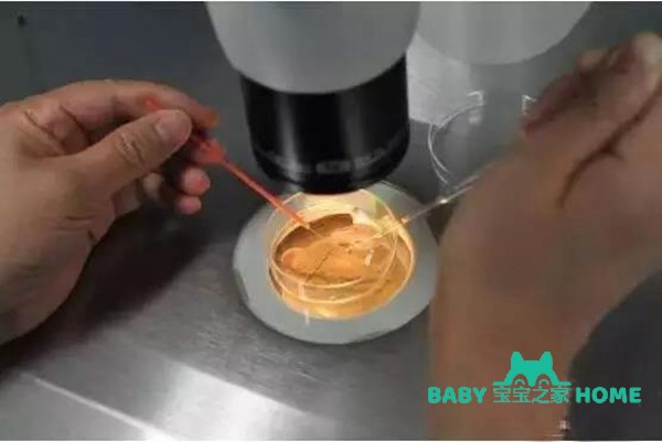 胚胎培养液里到底有什么