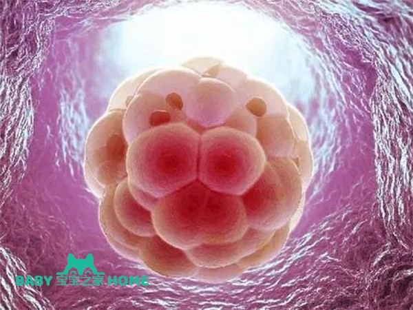 三天6细胞胚胎还有希望发育成囊胚吗