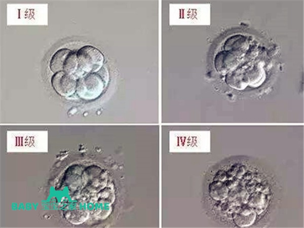 三天6细胞胚胎养囊成功率一览