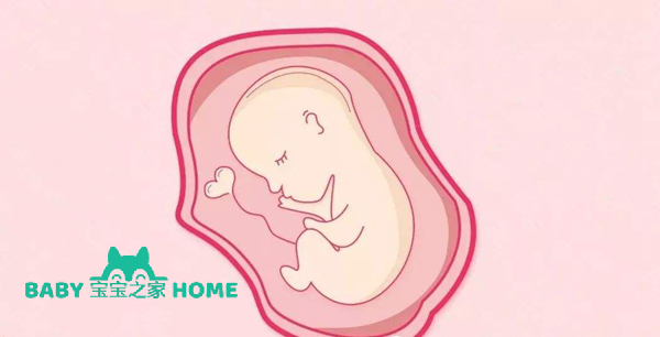 胚胎停育.png